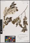 Foto von Salix caucasica Andersson